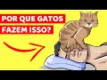 Por Que Seu Gato Dorme No Seu Rosto E 9 Outros Comportamentos Estranhos Explicados