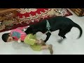 1 year Obedient Black Labrador (Snoofy) playing with kid