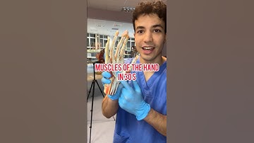 MUSCLES OF THE HAND IN 30s #medicine #anatomy