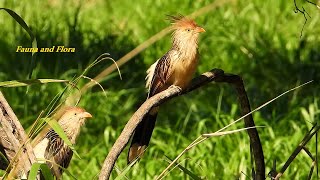 BIRD, GUIRA CUCKOO song (GUIRA GUIRA), ANU-BRANCO, RABO-DE-PALHA, ANU-DO-CAMPO, Gregarious bird.