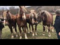 Коні Ваговози.В Гостях у Василя.Гарні Кобили. Білогриві Красуні.Beautiful Horses 🐴 🐴🐴🐎🔥🔥