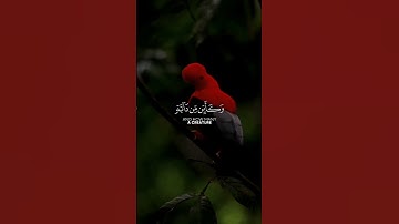 القارئ عبد الرحمن مسعد//اكتب شيء تؤجر عليه ❤️😊