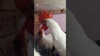 🐓Rooster 🐓Hen 🐓New 🐓Status 🐓