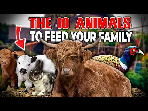 Can 10 animals feed a family The system Big Agribusiness is hiding