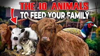 Can 10 animals feed a family? (The system Big Agribusiness is hiding)