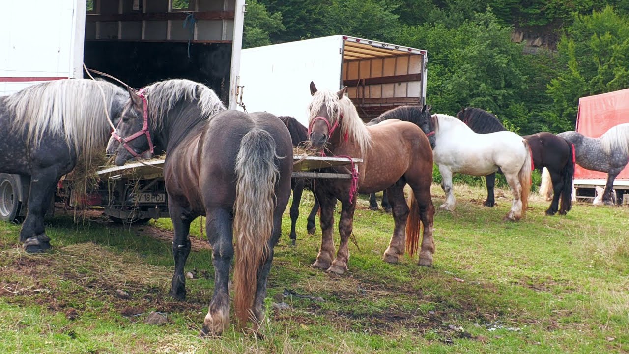 Târg expoziţional de cai Suciu de Sus - Maramureș 19 Iulie 2025