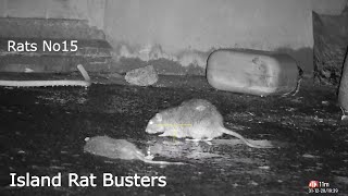 Rats No 15