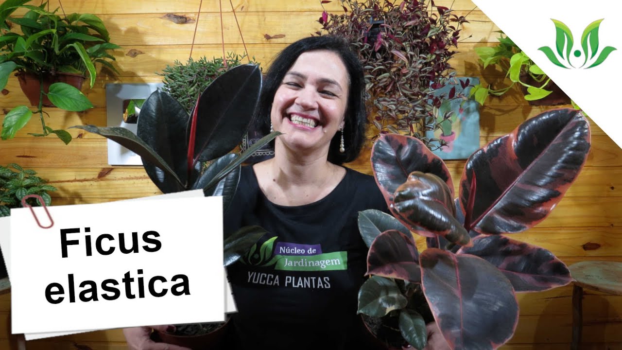 Ficus elastica!