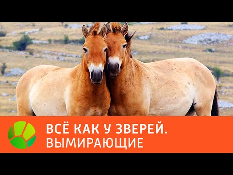 Вымирающие. Все как у зверей | Живая Планета