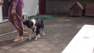 U-turn exercise for Reactive Dog training
