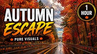 Autumn Escape 🍂 Peaceful Forest Road Canvas Art | Wallpaper TV Art | TV Screensaver