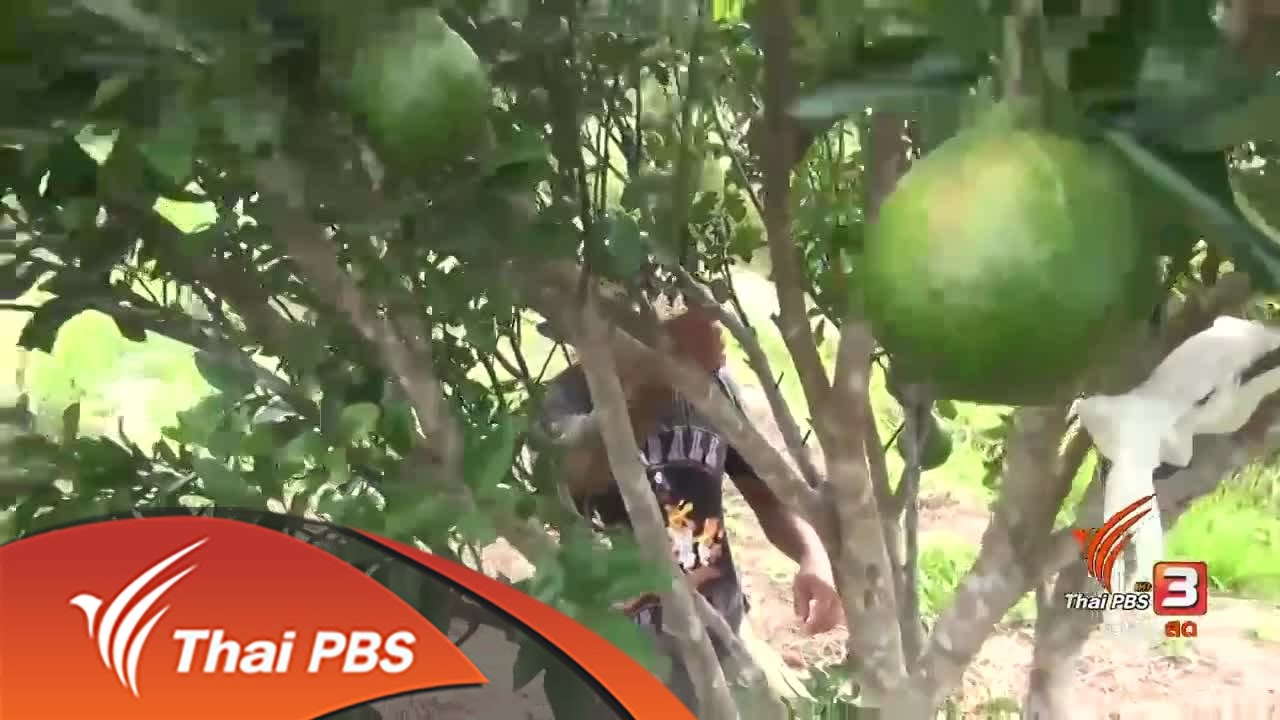 พลิกนาร้างปลูกส้มจุก อ.จะนะ จ.สงขลา (11 พ.ค.60)