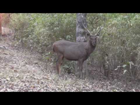 Madhya Pradesh | National Park | Kanha National Park video