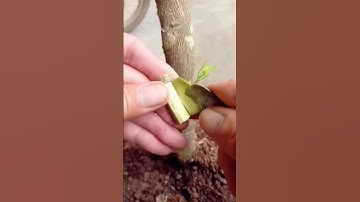 Easy and Simple Grafting Fruit trees / How to Graft Lemon , orange , Mango 🥭 #grafting #plants