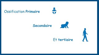 Lossification Primaire, Secondaire Et Tertiaire- Définitions Et Mécanismes Partie 3