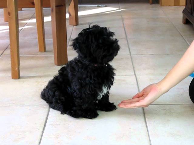 Bichon Havanais De 3 Mois Youtube