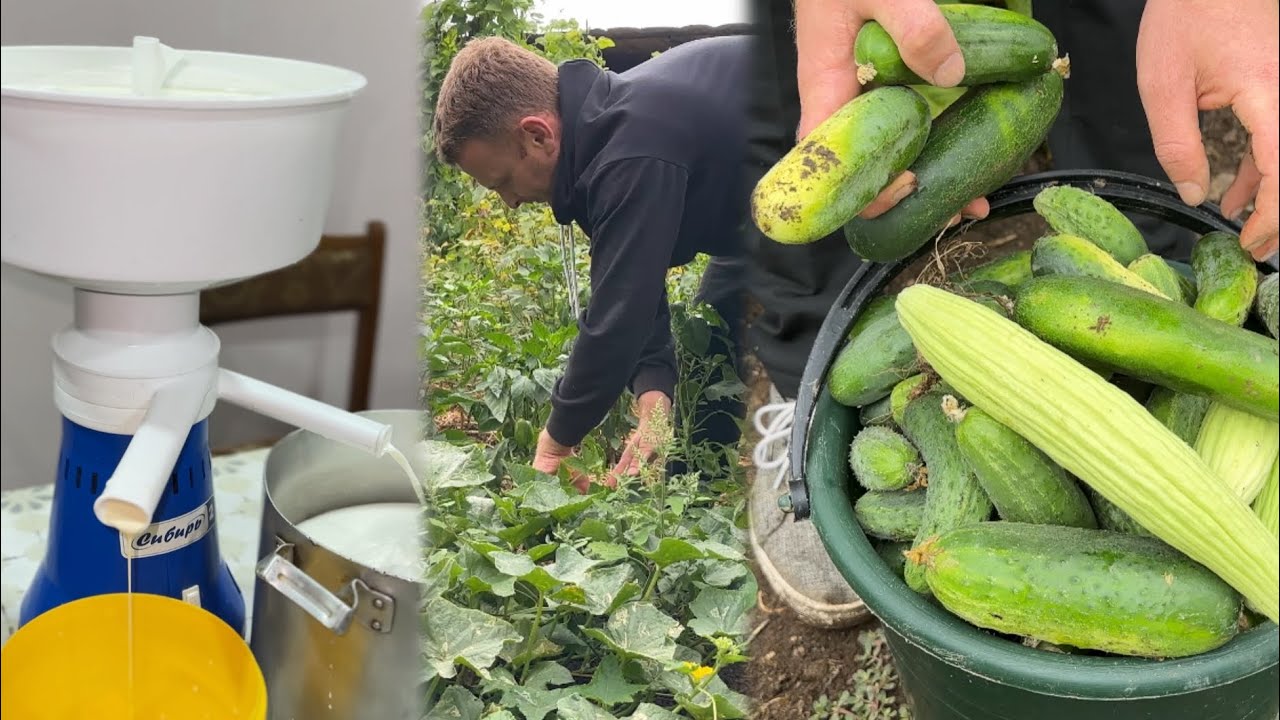 ԿԱԹԸ զտեցինք - Ի՞նչ բերք ՀՈՂԱՄԱՍԻՑ հավաքեցինք