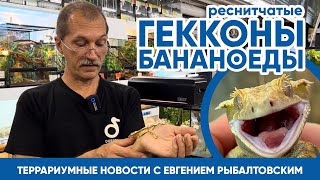 🦎  Террариумные Новости С Евгением Рыбалтовским (10.08.2023). Реснитчатые Гекконы Бананоеды.