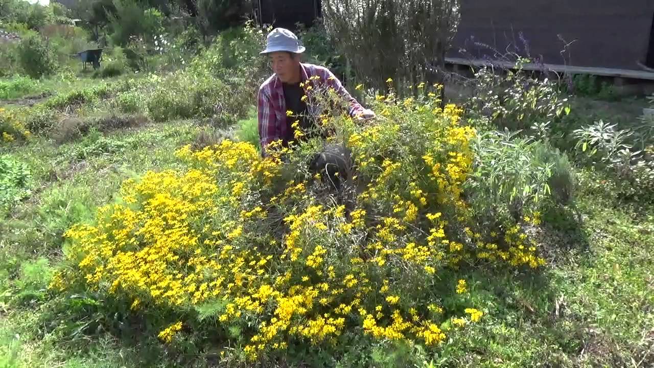 レモンマリーゴールドの花 ご近所ガーデンのハーブ 自然のハーバルライフ Herb Youtube