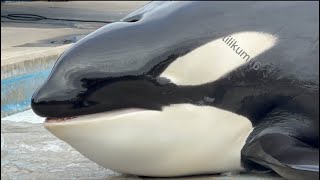 Kyuquot slides out again - Jan 7, 2024 - SW San Antonio by Tilikum16 849 views 3 months ago 1 minute, 6 seconds