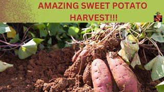 AN INCREDIBLY AMAZING SWEET POTATO HARVEST!!!