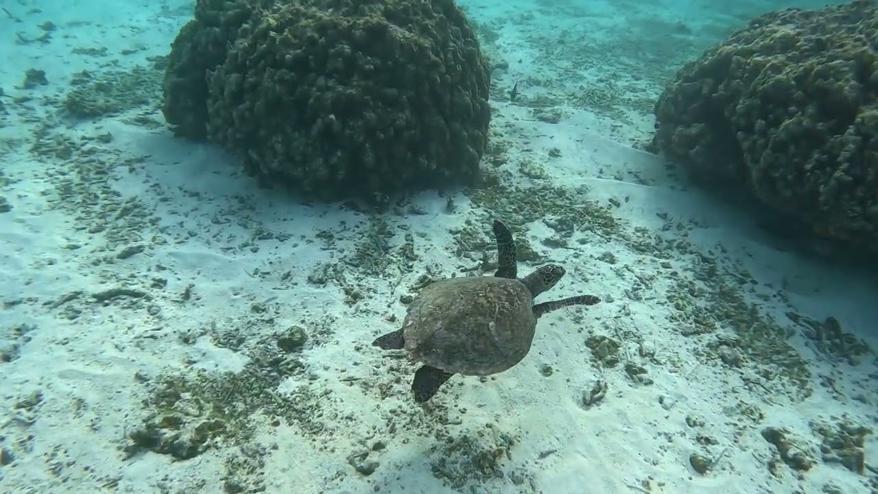 Maldives   Thoddoo   Snorcheling 1