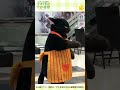 アニメイトでお出迎えする大きい猫(諭吉) #Short