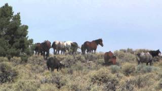 WILD Mustangs in Adobe Valley California [HD]