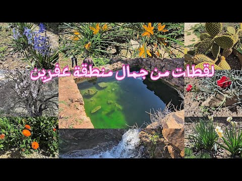 أجمل لقطات الطبيعة في عفرين تصوير هادئ ومريح عفرين  طبيعة سوريا
