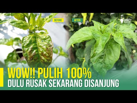 Video: Perawatan Tanaman Rusak - Tips Merawat Atau Menghidupkan Kembali Tanaman Rusak Stress