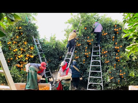 Video: ¿Cuándo se introdujeron las naranjas en EE. UU.?