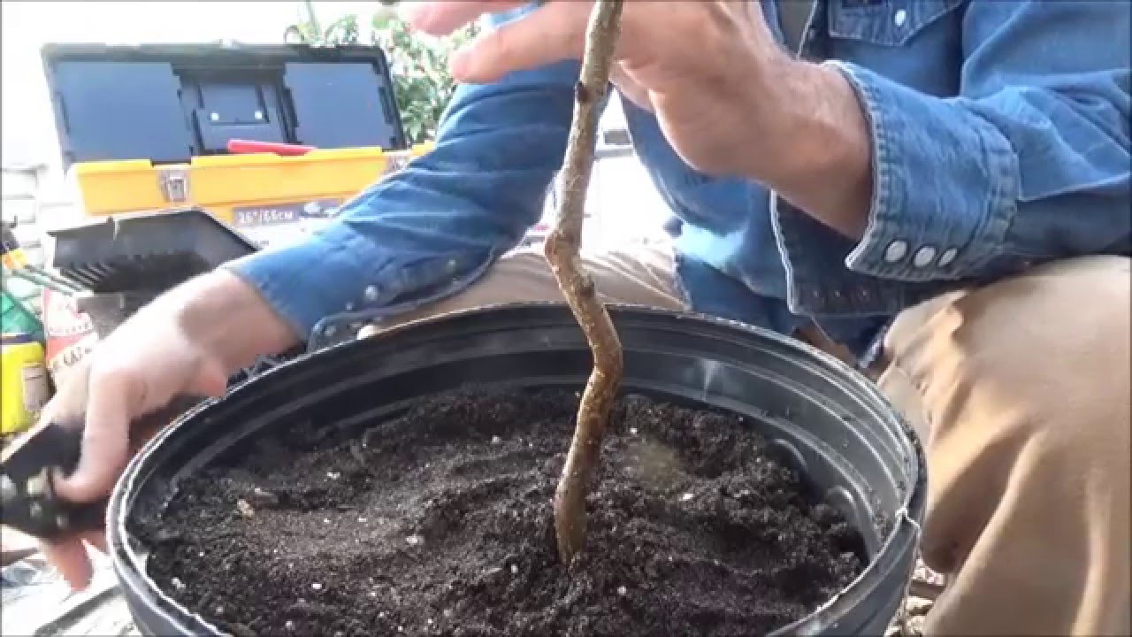 February 10, 2016 grafting Peach, Nectarine YouTube