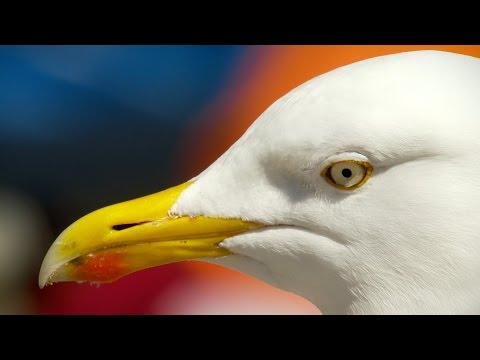 Would this seagull steal your sandwich? - Nature's Boldest Thieves: Preview - BBC One