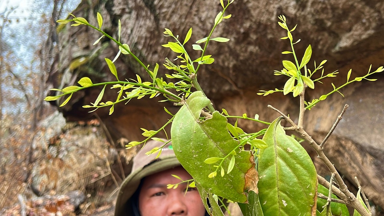 ผักหวานป่าต้นแบบนี้ มีียอดสวยๆทั้งนั้น