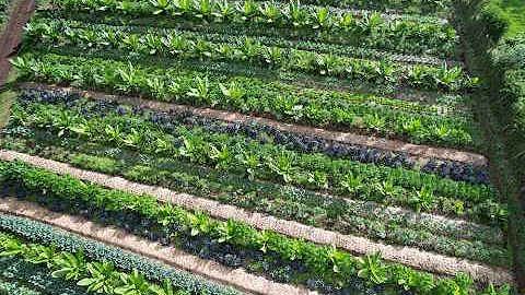 Syntropic Agroforestry Courses in East Africa | ForestFoods Kenya