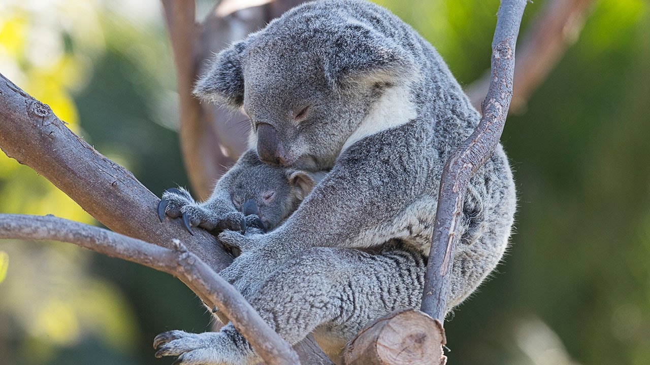 marsupial babies in pouch