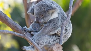 Koalapalooza: Three Baby Koalas Peek Out of the Pouch