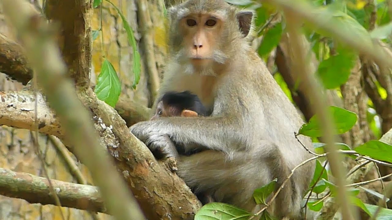 Very Sweet! Happy To See Baby Monkey Anissa Get More Milk Today