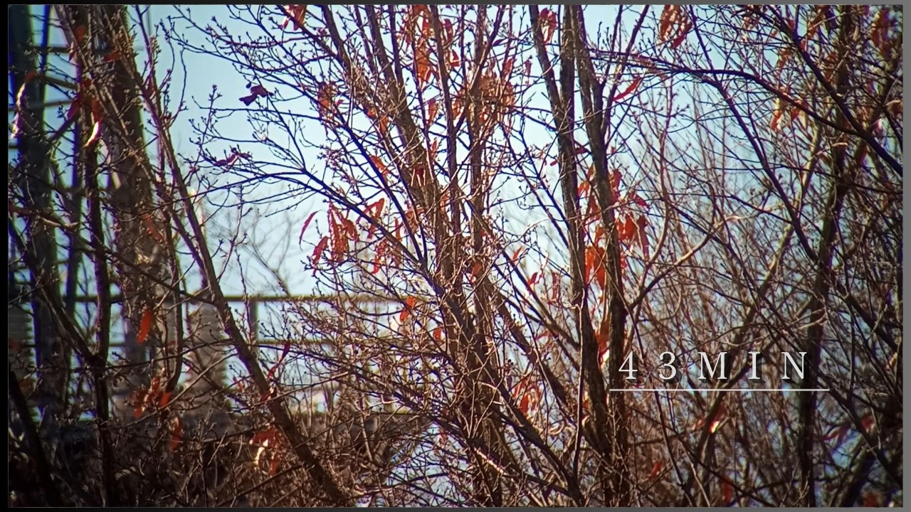 Quiet Winter Trees in Japan | 43 min