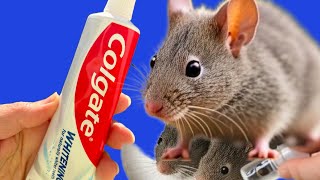 15 AMAZING METHODS TO REPELL MICE AND RATS! They never come back