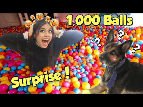 Surprising My DOG with 1,000 Colourfull Balls!! *Hilarious Reaction*