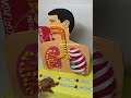 human lungs - respiratory working model led lights and balloons - science exhibition | howtofunda