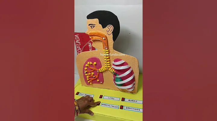 human lungs - respiratory working model led lights and balloons - science exhibition | howtofunda thumbnail