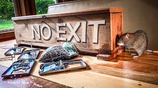 Best Chipmunk Trap Ive Ever Built, Better Than Buckets With Water.