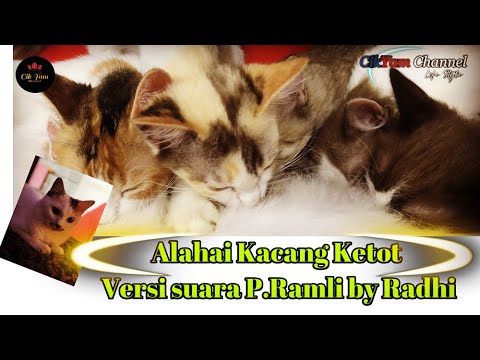Alahai kacang ketot versi P.Ramli By Radhi