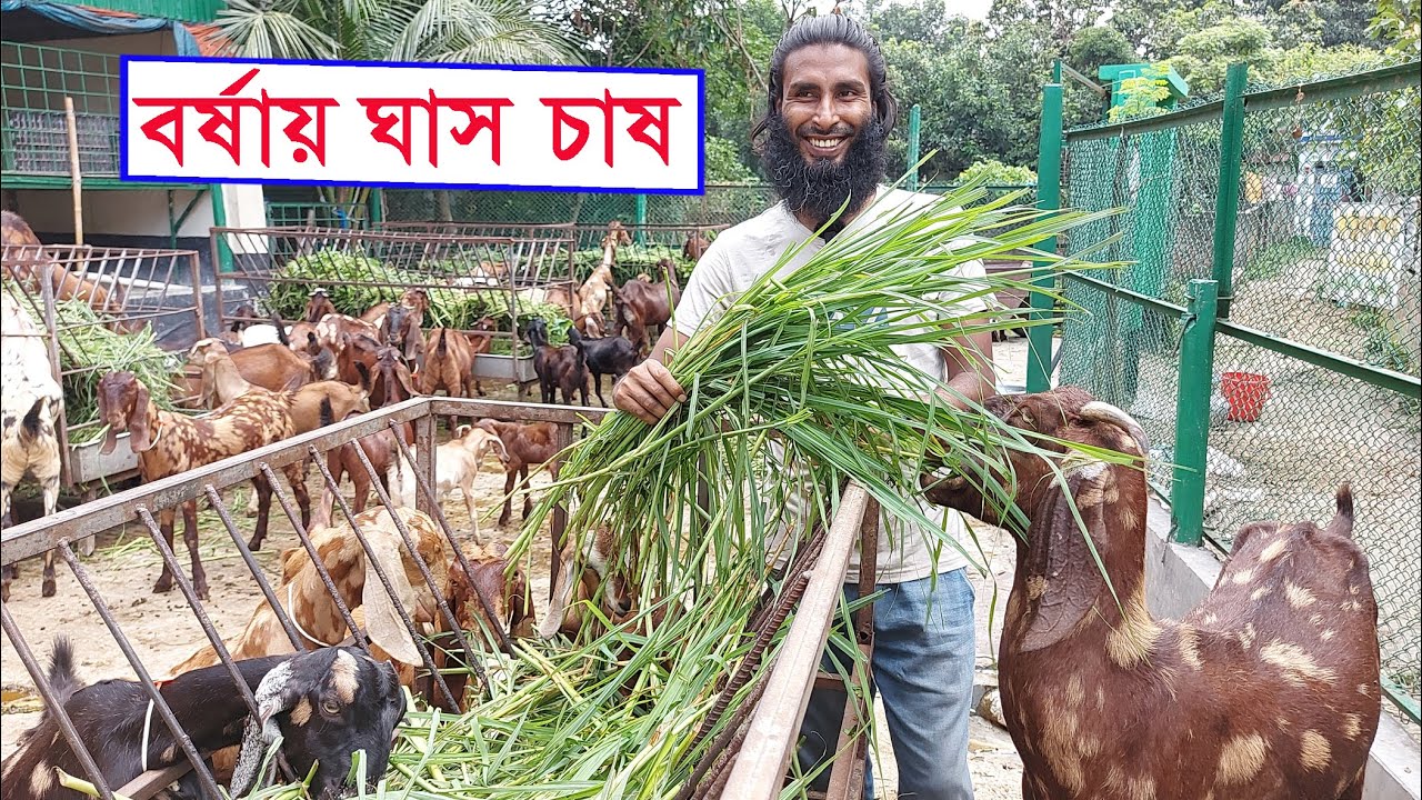 বর্ষাকালে ছাগল ভেড়ার জন্য কোন ধরনের ঘাস চাষ করবেন || Grass cultivation for goats in rainy season