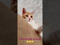 Şeker kedim mavişinnn yatarken bile ısırma merakı #yavruhayvanlar #cat #kedi