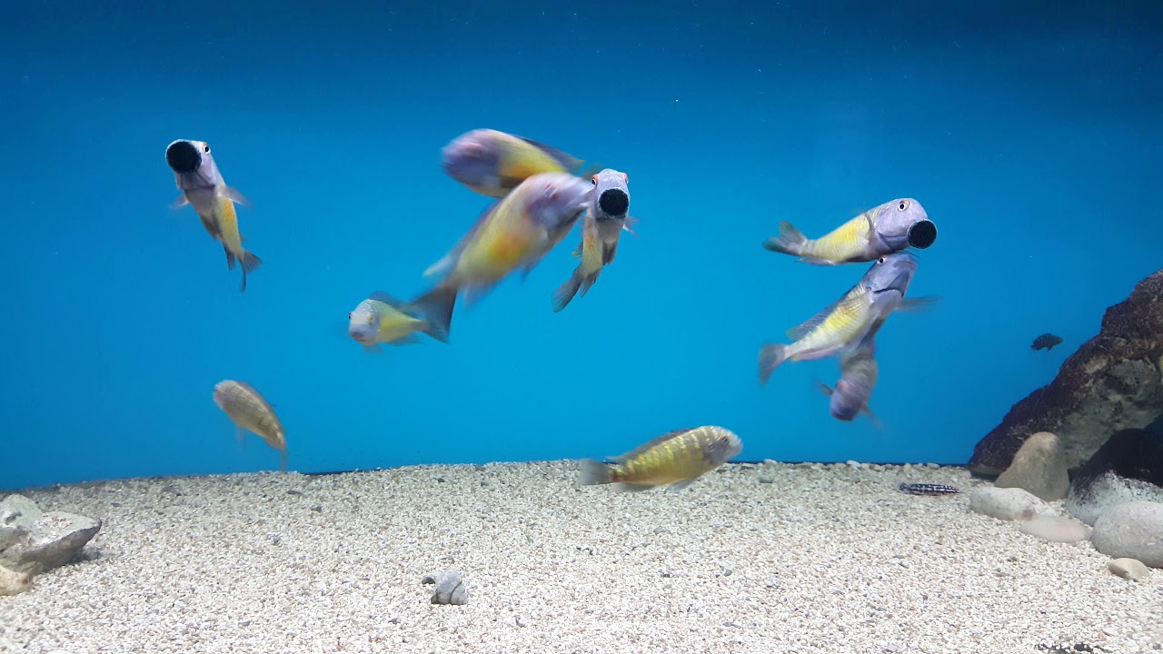camera iphone 8 plus apk Tropheus tank