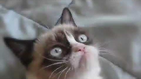 grumpy cat tribute video