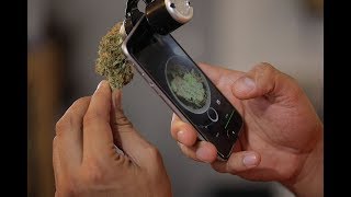 Download lagu HistoriasLT El oficio de un catador de marihuana en Chile HistoriasLT El oficio de un catador de marihuana en Chile